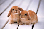 Lapin