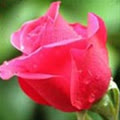 Hoang_Duc_Thang