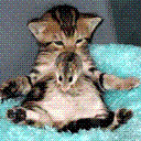 mysmallcat