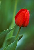 redtulip