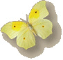 laq
