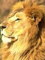 lionkinglh