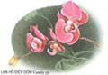 Lan_ho_diep