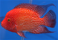 quachphuquynh