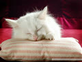 Sunny_saint