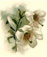 Thu_Vang78