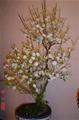 chuonchuonbao