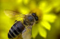 Maroon_Bee