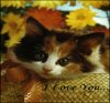 CaTTi
