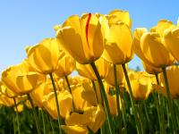liebe_anni
