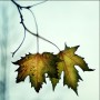 Seifer_hung