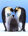vit_penguin_ngo