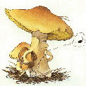 ducdolk