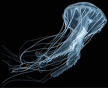 Jelly_Fish