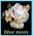 blue_moon87