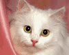 little_princess