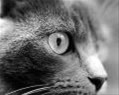 meotomcodon
