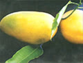 toikhongphailatoi