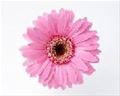 simpleflower