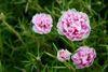 carnations