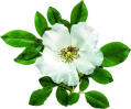 BlueCherokeeRose