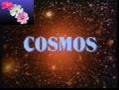 cosmos79