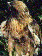 hta_ca2003