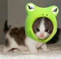 basketcat
