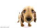 handsome_dog