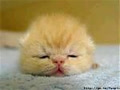 mum_mim_tim_ong_xa
