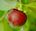 mangosteen