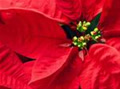 poinsettia