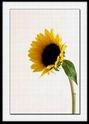 sunflower2005