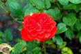 Co_nong_dan_dang_yeu