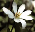 MAICHIEUTHUY