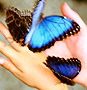 tutti_butterfly