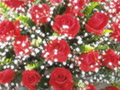 melodyoflove