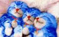 lovestars