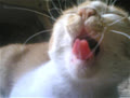 meoconkinkin