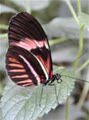 buombaybuomluon