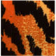 tigris