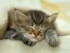 meoconluoi