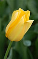 sunlight239