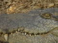 casaubinaulau