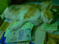 phuong540000