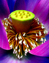 Tuyet_Lien_Hoa