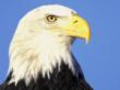 eagle39000