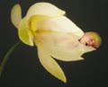 glass_flower