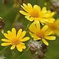 littlesun