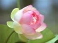 bupsenhong